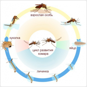 Уничтожитель личинок комаров Биоларвицид-100